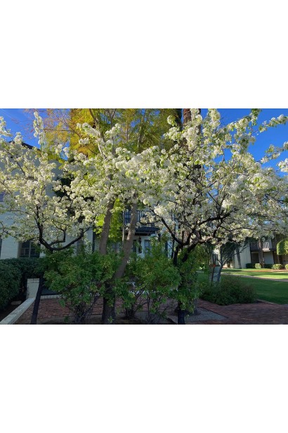 Груша звичайна Лимонка дерева